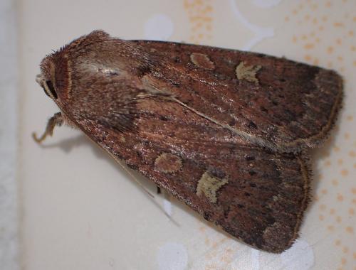 Réf. 198 956 : Xestia xanthographa